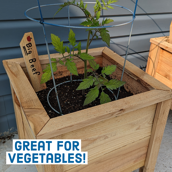 Wooden planter with a tomato plant, labeled 'Big Beef', on a wooden deck.